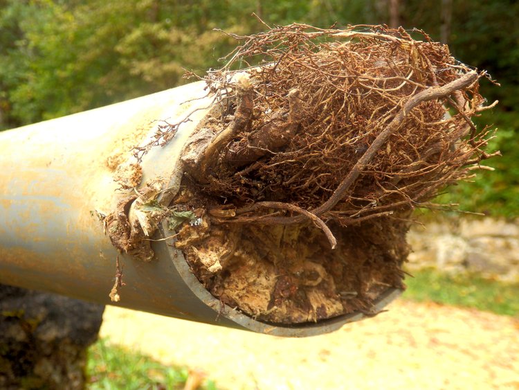 Blocked drainage pipe caused by ingress of tree roots | Plumbing Services | Drain Cleaning | Plumbers Near ME